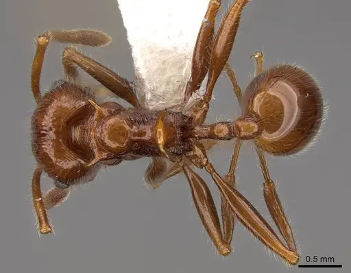Pristomyrmex bispinosus - CASENT0922982