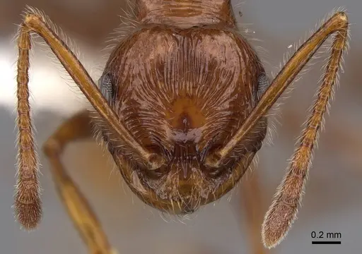 Pristomyrmex bispinosus - CASENT0922982