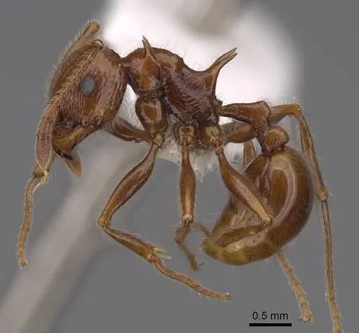 Pristomyrmex bispinosus - CASENT0922982