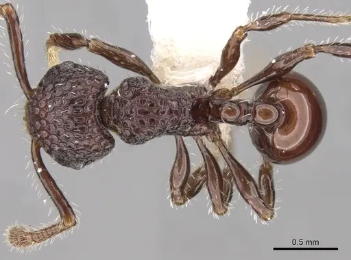 Pristomyrmex brevispinosus specimen
