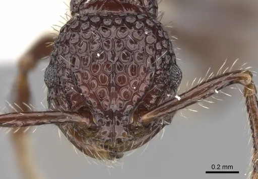 Pristomyrmex brevispinosus specimen