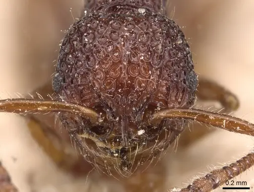 Pristomyrmex brevispinosus - CASENT0904694