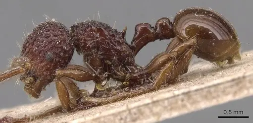 Pristomyrmex brevispinosus - CASENT0904694