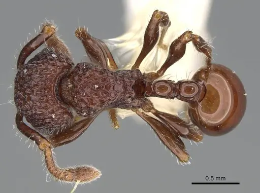 Pristomyrmex brevispinosus - CASENT0919946