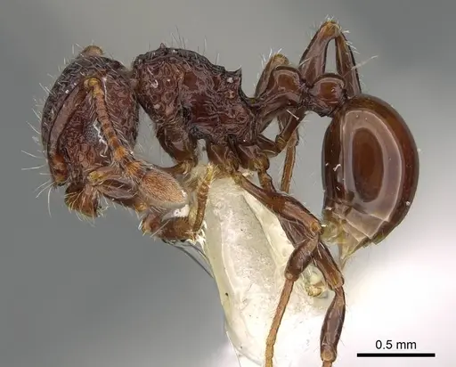 Pristomyrmex brevispinosus - CASENT0919946