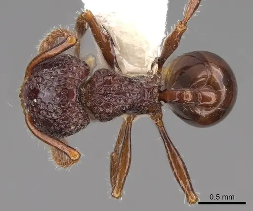Pristomyrmex brevispinosus - CASENT0922983
