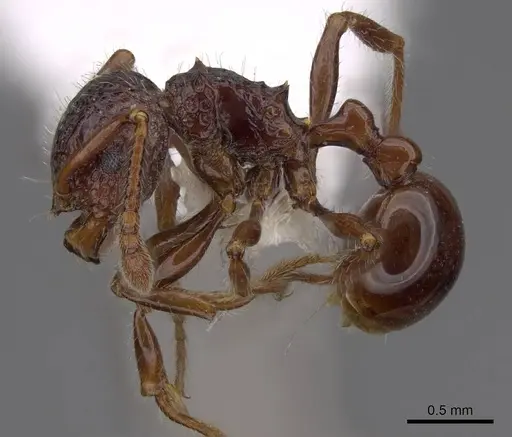 Pristomyrmex brevispinosus - CASENT0922983