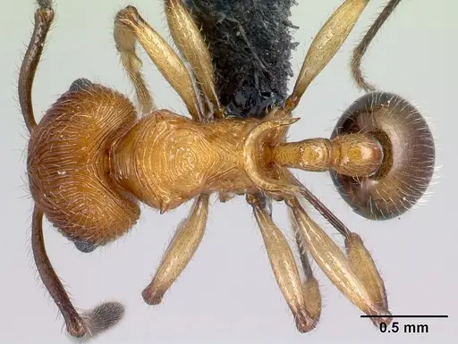 Pristomyrmex browni specimen