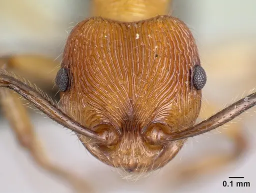 Pristomyrmex browni specimen