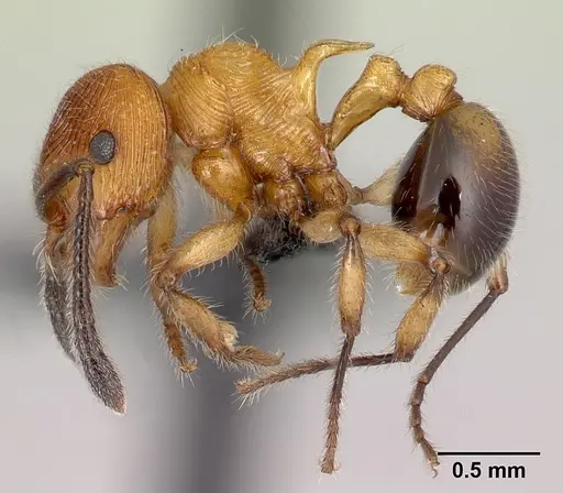 Pristomyrmex browni specimen