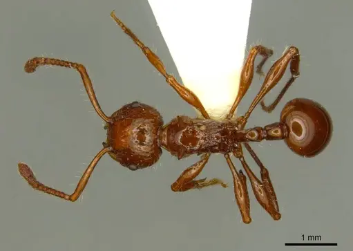Pristomyrmex cebuensis specimen