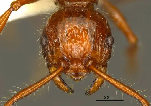 Pristomyrmex cebuensis specimen