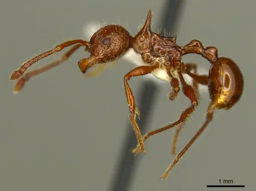 Pristomyrmex cebuensis specimen