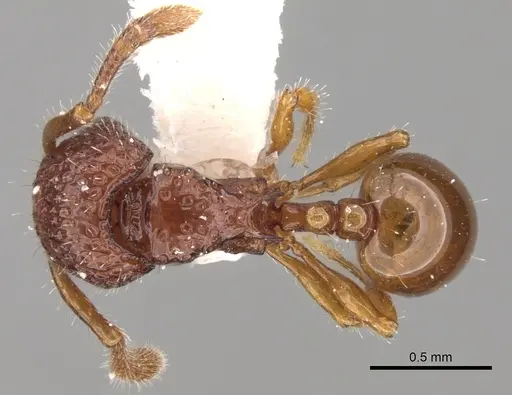 Pristomyrmex coggii specimen
