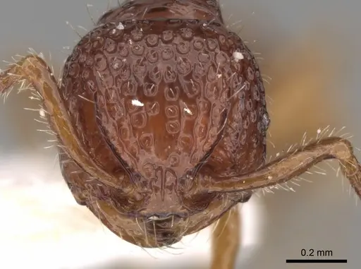 Pristomyrmex coggii specimen