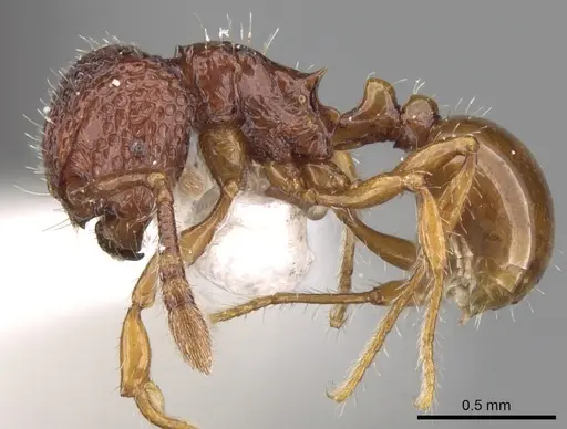Pristomyrmex coggii specimen