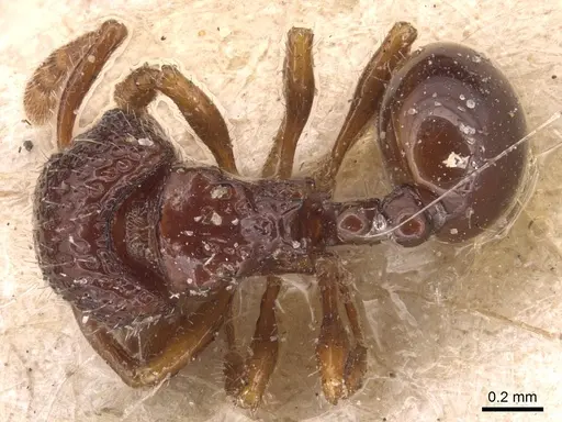 Pristomyrmex coggii - CASENT0904699