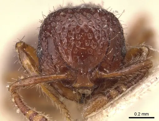 Pristomyrmex coggii - CASENT0904699