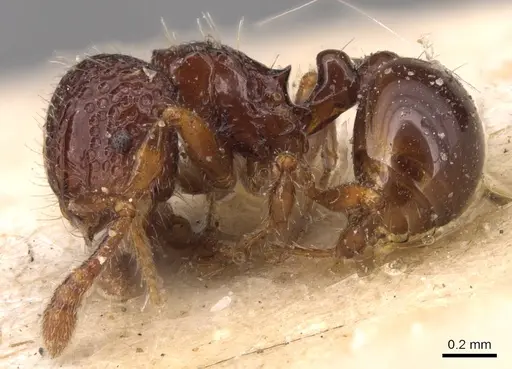 Pristomyrmex coggii - CASENT0904699