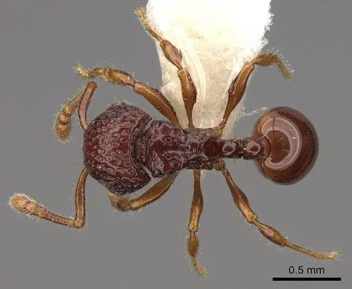 Pristomyrmex coggii - CASENT0922984