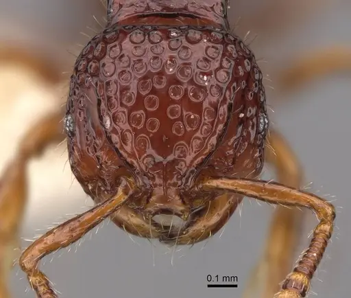 Pristomyrmex coggii - CASENT0922984
