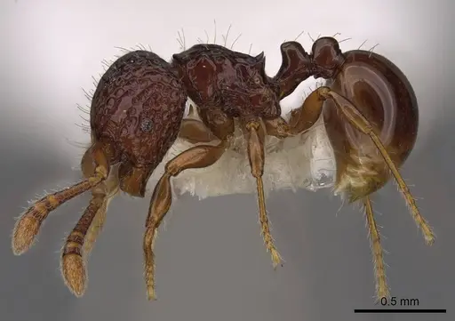 Pristomyrmex coggii - CASENT0922984