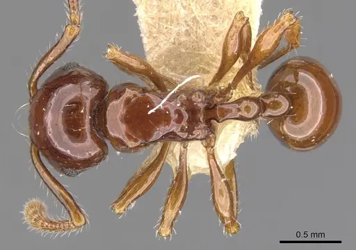 Pristomyrmex collinus specimen