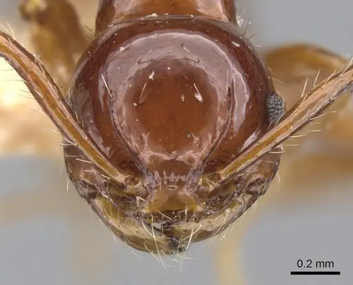 Pristomyrmex collinus specimen