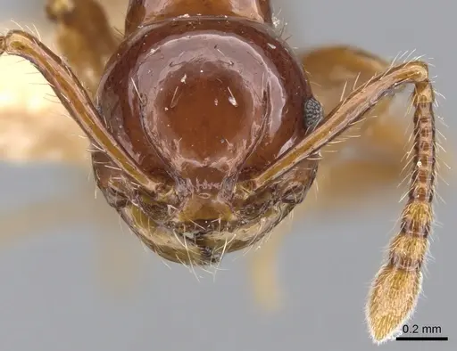 Pristomyrmex collinus specimen