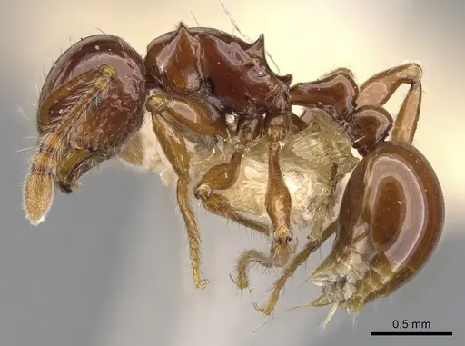 Pristomyrmex collinus - CASENT0901723