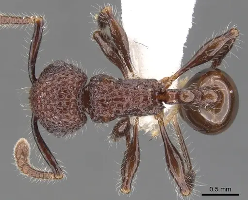 Pristomyrmex costatus specimen