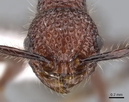 Pristomyrmex costatus specimen