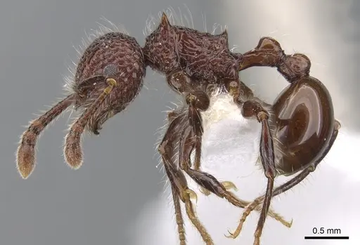 Pristomyrmex costatus specimen