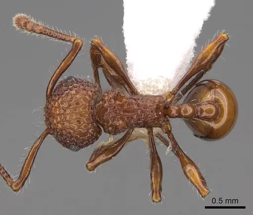 Pristomyrmex costatus - CASENT0922985