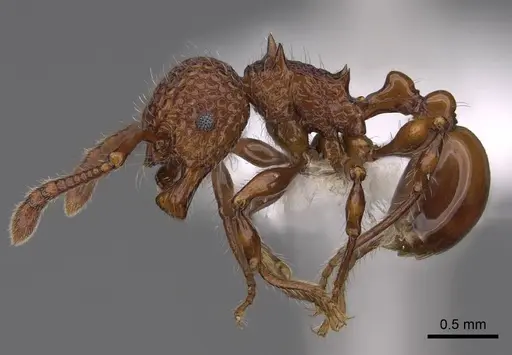 Pristomyrmex costatus - CASENT0922985