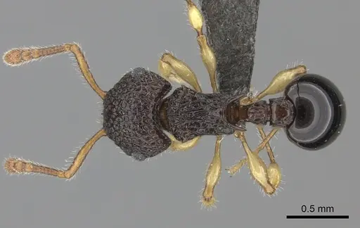 Pristomyrmex cribrarius specimen