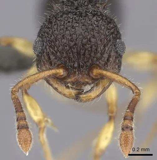 Pristomyrmex cribrarius specimen