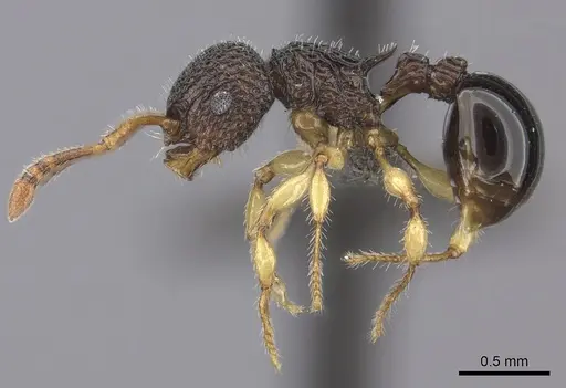 Pristomyrmex cribrarius specimen