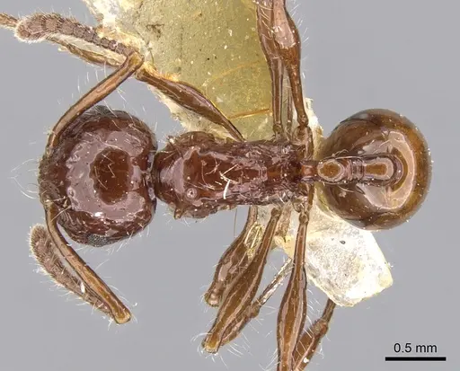 Pristomyrmex curvulus specimen