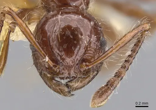 Pristomyrmex curvulus specimen