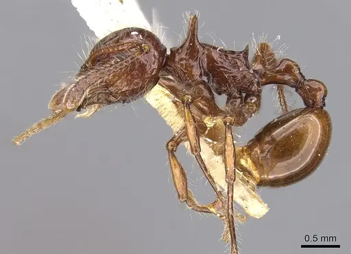 Pristomyrmex curvulus specimen