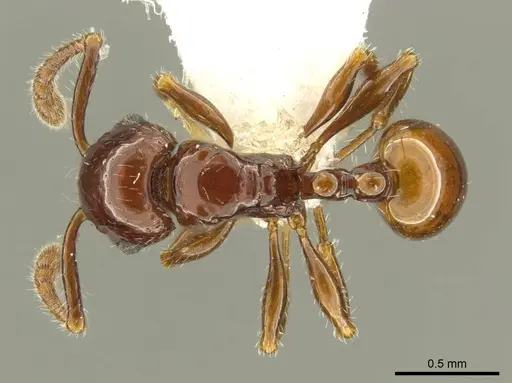 Pristomyrmex distinguendus specimen