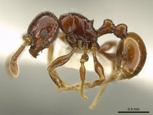 Pristomyrmex distinguendus specimen