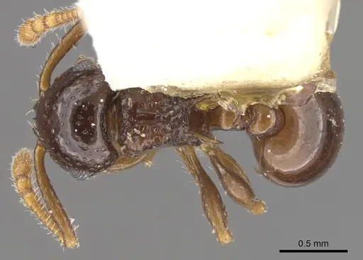 Pristomyrmex divisus specimen