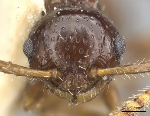 Pristomyrmex divisus specimen