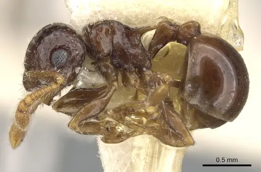 Pristomyrmex divisus specimen