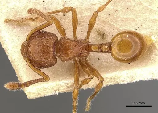 Pristomyrmex eduardi specimen