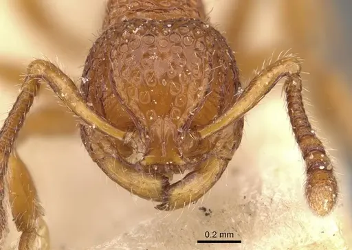 Pristomyrmex eduardi specimen