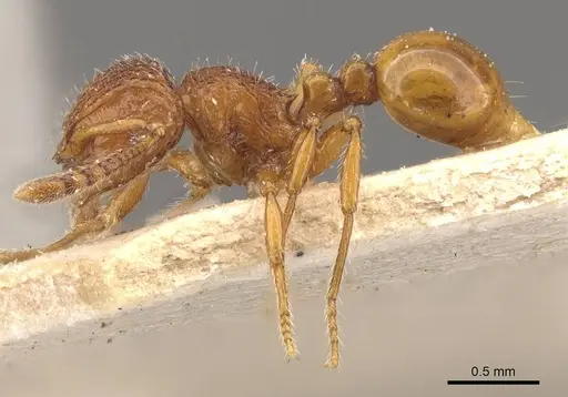 Pristomyrmex eduardi specimen