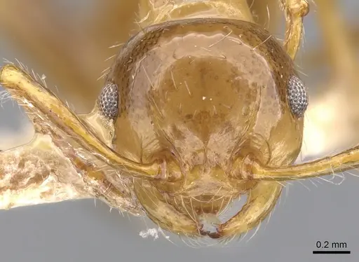 Pristomyrmex flatus specimen